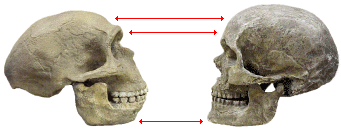 neanderthalhssskulls.jpg